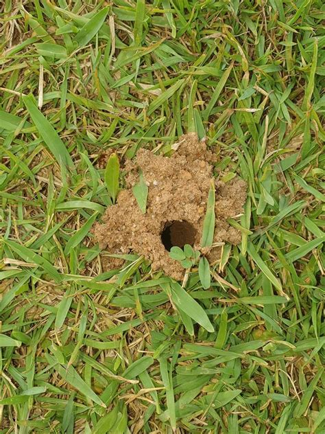 Holes in lawn. Things To Know About Holes in lawn. 